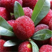İthal Tropikal Çin Çileği Tohumu Myrica Tohumu Çin Çileği Meyvesi 2 Tohum - 4