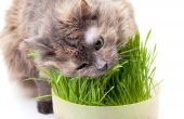 İthal Kedi Çimi Tohumu 100 GR Tohum Çim Tohumu - 1