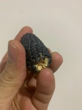 Nadir İthal Mini Siyah Mısır Tohumu 3 Tohum thumbnail 4