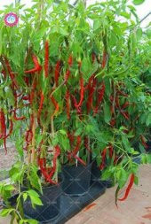 Nadir Saksılık Acı Kırmızı Cayenne Biber Tohumu Ekim Seti 10 Tohum Saksı Toprak Kombin thumbnail 2