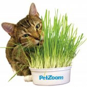 İthal Kedi Çimi Tohumu 50 GR Tohum Çim Tohumu - 2