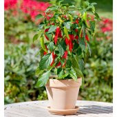 Nadir Saksılık Acı Kırmızı Cayenne Biber Tohumu Ekim Seti 10 Tohum Saksı Toprak Kombin thumbnail 3