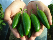Eko Paket 50 Adet Tohum Nadir İthal Acı Jalapeno Meksika Biberi Tohumu - 3