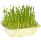 İthal Kedi Çimi Tohumu 50 GR Tohum Çim Tohumu - 3