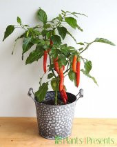 Nadir Saksılık Acı Kırmızı Cayenne Biber Tohumu Ekim Seti 10 Tohum Saksı Toprak Kombin thumbnail 4