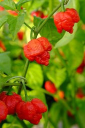 Nadir İthal Saksılık Acı Scorpion Biber Tohumu Ekim Seti 5 Tohum Saksı Toprak Kombin - 2