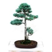 Nadir İthal Bodur Mavi Selvi Bonzai Ağacı Tohumu Ekim Seti 5 Tohum Saksı Toprak Kombin - 1