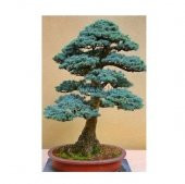 Nadir İthal Bodur Mavi Selvi Bonzai Ağacı Tohumu Ekim Seti 5 Tohum Saksı Toprak Kombin - 2