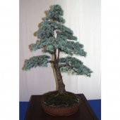 Nadir İthal Bodur Mavi Selvi Bonzai Ağacı Tohumu Ekim Seti 5 Tohum Saksı Toprak Kombin - 3