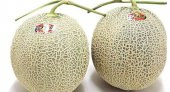 Nadir İthal Saksılık Japon Kavunu Kavun Tohumu Ekim Seti 5 Tohum Saksı Toprak Kombin - 3