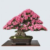 Nadir İthal Bodur Erguvan Bonzai Ağacı Tohumu 25 Tohum Bonsai Tohumu - 2