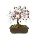 İthal Nadir Bodur Hurma Bonzai Ağacı Tohumu 1 Tohum Bonsai Tohumu - 1