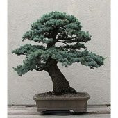 Nadir İthal Bodur Mavi Selvi Bonzai Ağacı Tohumu Ekim Seti 5 Tohum Saksı Toprak Kombin - 4