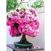 Nadir İthal Bodur Erguvan Bonzai Ağacı Tohumu 25 Tohum Bonsai Tohumu - 3