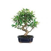 Nadir İthal Bodur Defne Bonzai Ağacı Tohumu 3 Tohum Bonsai Tohumu - 1