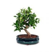 Nadir İthal Bodur Defne Bonzai Ağacı Tohumu 3 Tohum Bonsai Tohumu - 2