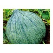 Geleneksel Siyah Kışlık Kavun Tohumu 15 Tohum - 2