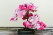 Nadir İthal Bodur Erguvan Bonzai Ağacı Tohumu 25 Tohum Bonsai Tohumu - 4