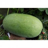 Çarliston Gray Karpuz Tohumu 3 Tohum thumbnail 4