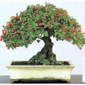 Nadir İthal Bodur Kırmızı Alıç Bonzai Ağacı Tohumu 3 Tohum Bonsai Tohumu - 1