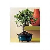 Nadir İthal Bodur Defne Bonzai Ağacı Tohumu 3 Tohum Bonsai Tohumu - 3