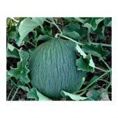 Geleneksel Siyah Kışlık Kavun Tohumu 15 Tohum - 3