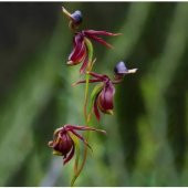 Saksılık Nadir Ördek Orkide Tohumu Ekim Seti 5 Tohum Saksı Toprak Kombin thumbnail 4