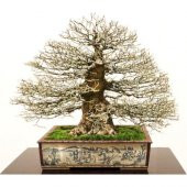 Nadir İthal Bodur Enkiantus Bonzai Ağacı Tohumu 5 Tohum Bonsai Tohumu - 1