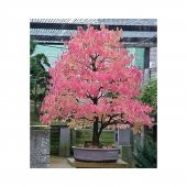 Nadir İthal Bodur Katsura Bonzai Ağacı Tohumu 5 Tohum Bonsai Tohumu - 2