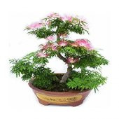 Nadir İThal Bodur Gülibrişim Bonzai Ağacı Tohumu 5 Tohum Bonsai Tohumu thumbnail 2