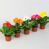 Saksılık Karışık Gerbera Çiçeği Tohumu Ekim Seti 5 Tohum Çiçek Tohumu Saksı Toprak Kombin - 1