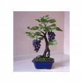 Nadir İthal Bodur Siyah Üzüm Bonzai Ağacı Tohumu 5 Tohum Bonsai Tohumu - 3