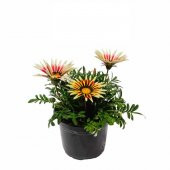 Nadir Karışık Koyun Gözü Çiçeği Tohumu 5 Tohum Çiçek Tohumu thumbnail 1