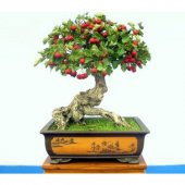 Nadir İthal Bodur Kırmızı Alıç Bonzai Ağacı Tohumu 3 Tohum Bonsai Tohumu - 3