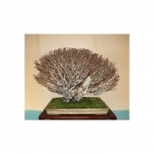 Nadir İthal Bodur Enkiantus Bonzai Ağacı Tohumu 5 Tohum Bonsai Tohumu - 2