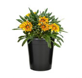 Nadir İthal Karışık Gazanya Çiçeği Tohumu 5 Tohum Çiçek Tohumu - 1