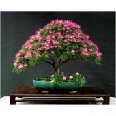 Nadir İThal Bodur Gülibrişim Bonzai Ağacı Tohumu 5 Tohum Bonsai Tohumu thumbnail 4