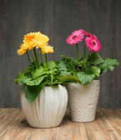 Saksılık Karışık Gerbera Çiçeği Tohumu Ekim Seti 5 Tohum Çiçek Tohumu Saksı Toprak Kombin - 2