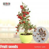 Nadir İthal Bodur Kırmızı Alıç Bonzai Ağacı Tohumu 3 Tohum Bonsai Tohumu - 4