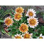 Nadir İthal Karışık Gazanya Çiçeği Tohumu 5 Tohum Çiçek Tohumu - 2
