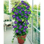 Sarmaşık Kahkaha Çiçeği Tohumu Ekim Seti 5 Tohum Çiçek Tohumu Saksı Toprak Kombin - 1