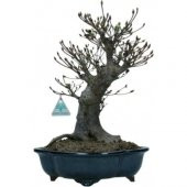 Nadir İthal Bodur Enkiantus Bonzai Ağacı Tohumu 5 Tohum Bonsai Tohumu - 4