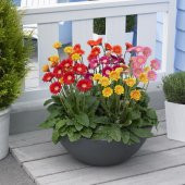 Saksılık Karışık Gerbera Çiçeği Tohumu Ekim Seti 5 Tohum Çiçek Tohumu Saksı Toprak Kombin - 3