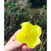 Nadir İthal Ezan Çiçeği Tohumu 10 Tohum Gece Mumu Çiçeği Çiçek Tohumu - 2