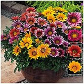 Nadir Karışık Koyun Gözü Çiçeği Tohumu 5 Tohum Çiçek Tohumu thumbnail 4