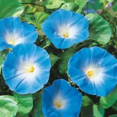 Sarmaşık Kahkaha Çiçeği Tohumu Ekim Seti 5 Tohum Çiçek Tohumu Saksı Toprak Kombin - 3