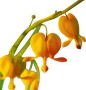 Nadir İthal Turuncu Dicentra Çiçeği Tohumu Ekim Seti 5 Tohum Çiçek Tohumu Saksı Toprak Kombin thumbnail 3