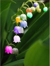 Çok Nadir İthal Renkli Çan Orkide Çiçeği Tohumu 5 Tohum - 2