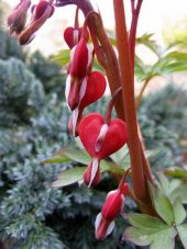 Nadir İthal Kırmızı Dicentra Çiçeği Tohumu Ekim Seti 5 Tohum Çiçek Tohumu Saksı Toprak Kombin - 3