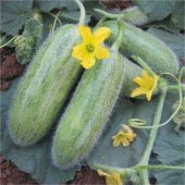 Nadir Tüylü Salatalık Tohumu Ekim Seti 5 Tohum Saksı Toprak Kombin thumbnail 1